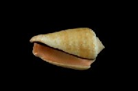 紅嬌鳳凰螺藏品圖，第3張